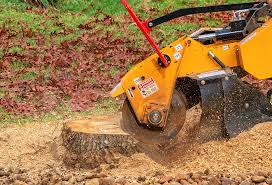 How Our Tree Care Process Works  in  Oregon, IL